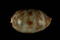 藏品(阿拉伯寶螺)的圖片